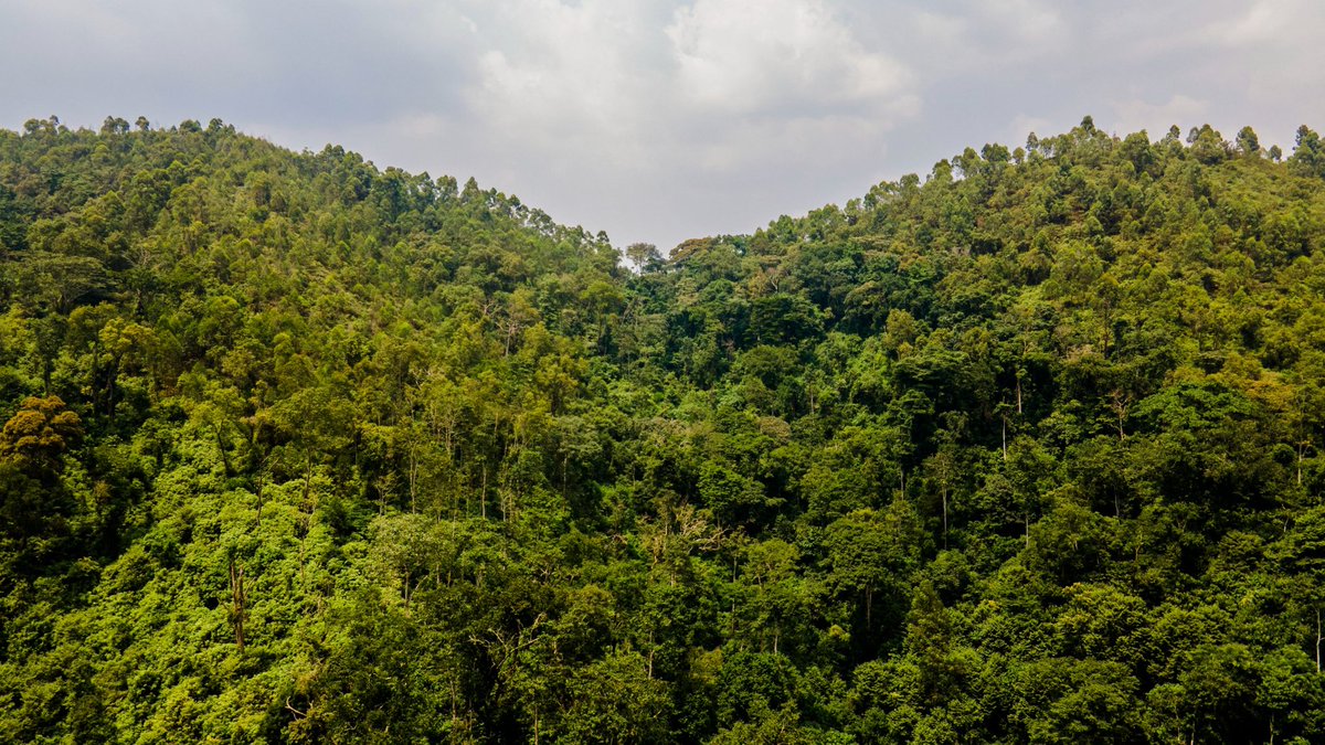 HusenOlada's tweet image. Forest depends on our life, if we damage our forest we damage our lifes, but it’s compulsory to save our nature.

Let us stand together to make of our environment a sustainable source the future of nature.

#SustainableSource
#forestConservation
#SaveNature