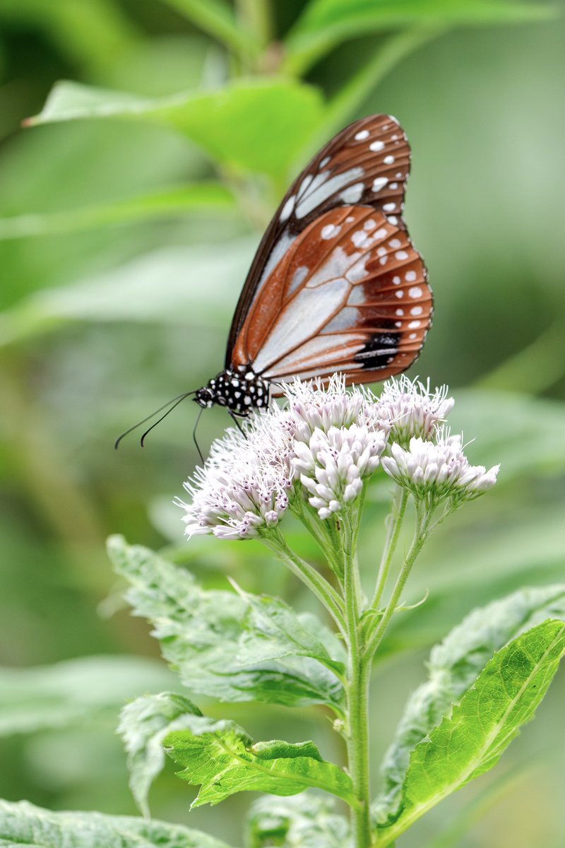 Japan_NatureW's tweet photo. #アサギマダラ #paranticasita #chestnuttiger #ヒヨドリバナ の花に集まってる。 #蝶 #butterfly #自然観察 #naturewatch #naturewatching #立科町 https://t.co/dITpBkGmpX
