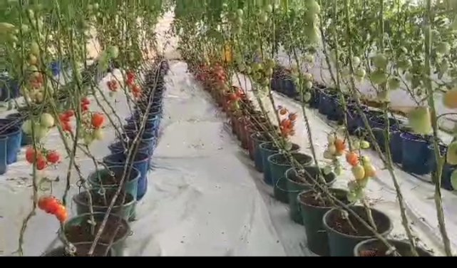 VProcar85144's tweet photo. QU’EST-CE QU’UNE SERRE ?
La serre est une construction légère à parois translucides permettant de créer en son sein un microclimat respectant les conditions climatiques optimales pour  développer des Elle constitue une barrière aux aléas climatiques et aux agresseurs/ravageurs. https://t.co/lT5F9WvOCO