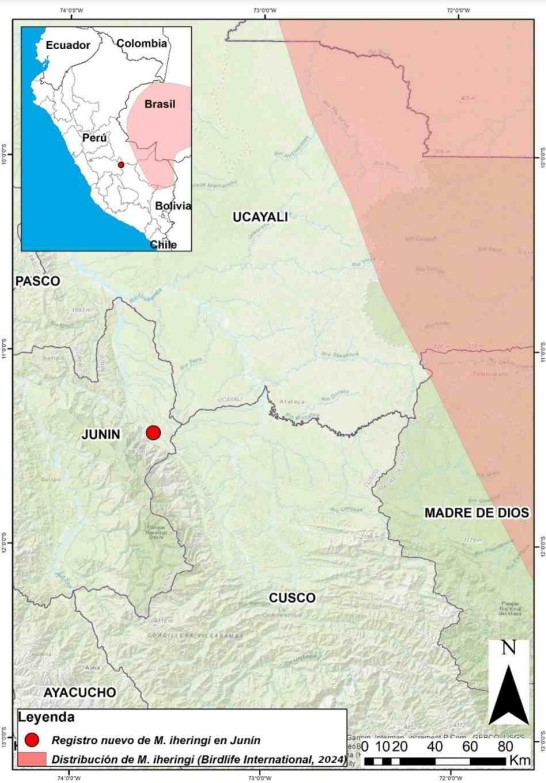 Francisco Vásquez (@panch_is) on Twitter photo Compartimos nuestra nota sobre el primer registro del ave especialista de bambú Myrmotherula iheringi oreni en Junín, extendiendo su distribución hacia el oeste de su rango conocido en Perú.
Los detalles de nuestro encuentro aquí:
revistas.iiap.gob.pe/index.php/foli…
researchgate.net/publication/38… Compartimos nuestra nota sobre el primer registro del ave especialista de bambú Myrmotherula iheringi oreni en Junín, extendiendo su distribución hacia el oeste de su rango conocido en Perú.
Los detalles de nuestro encuentro aquí:
revistas.iiap.gob.pe/index.php/foli…
researchgate.net/publication/38…
