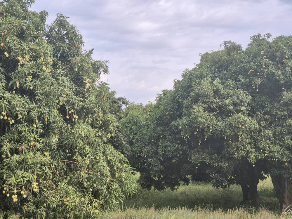 NilezillaLtd's tweet photo. A glimpse into the heart of Nilezilla's supply chain. These mango orchards in Yumbe, West Nile are where flavor meets sustainability. We're proud to support local farmers and bring their exceptional mangoes to the world. #MangoOrchard #Uganda #FarmToFactory https://t.co/BddXkeUjdM