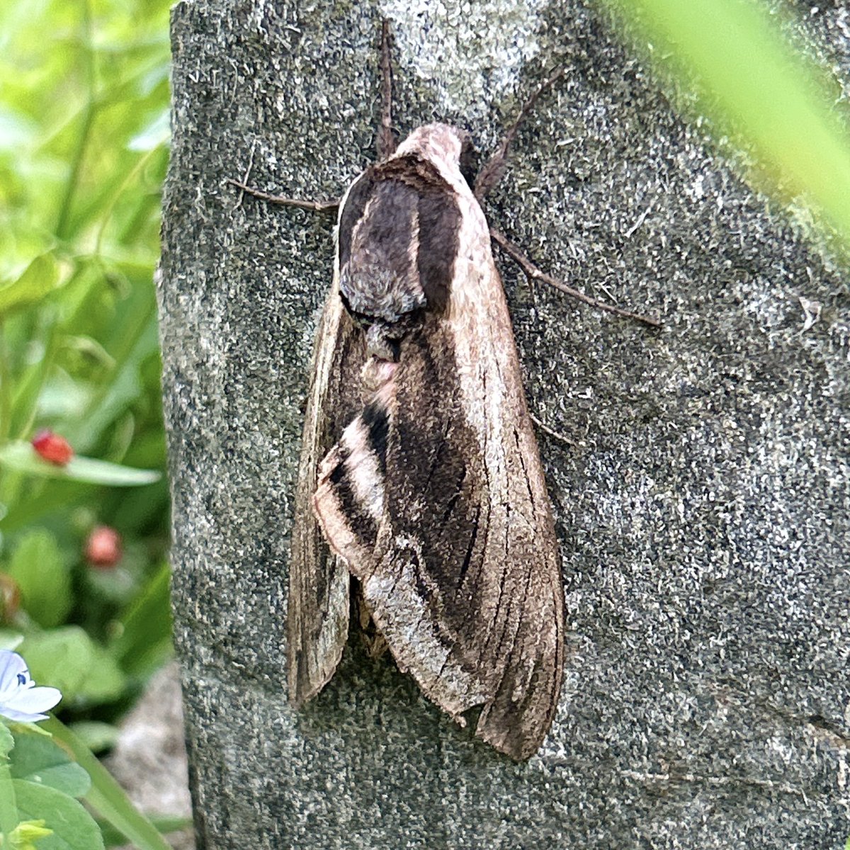 Very impressed with this moth trap set up in Church Cove, Lizard.