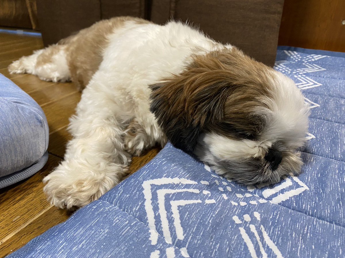 _roko318's tweet photo. いぬ、溶けた https://t.co/xueOj9tgeE