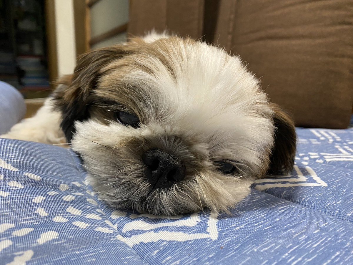 _roko318's tweet photo. いぬ、溶けた https://t.co/xueOj9tgeE