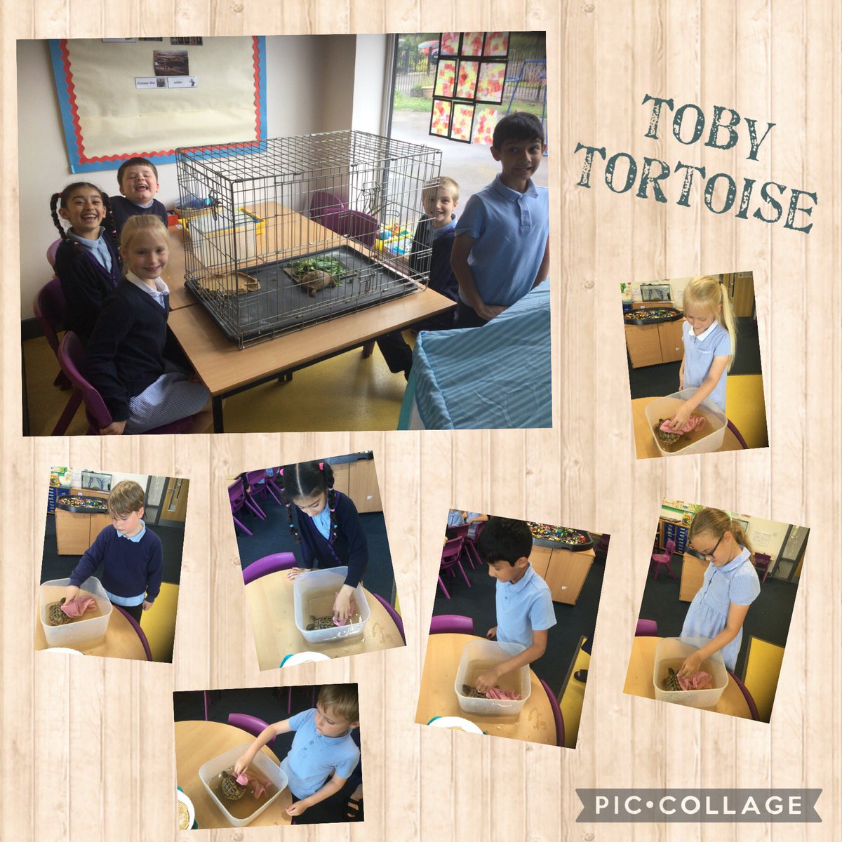 Kingfishers - Miss Johnston tweet media