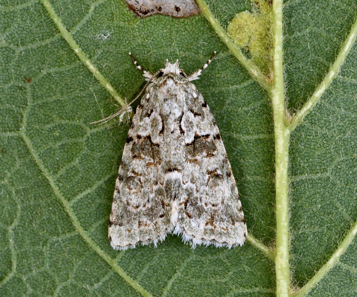 KevanBrett's tweet photo. The standout #moth being Marbled Green/Bryopsis muralis with not many @norfolkmoths records, glad I took photos as was idβd afterwards as so busy, lots of good #micromoths both nights @NorfolkNats @BC_Norfolk #mothsmatter https://t.co/6ykNKn0NNR
