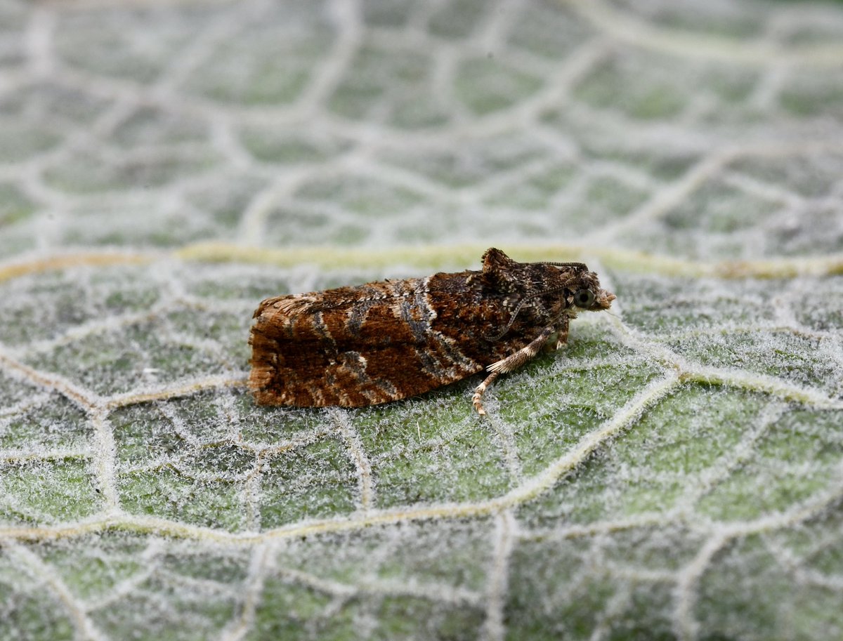 KevanBrett's tweet photo. The standout #moth being Marbled Green/Bryopsis muralis with not many @norfolkmoths records, glad I took photos as was idβd afterwards as so busy, lots of good #micromoths both nights @NorfolkNats @BC_Norfolk #mothsmatter https://t.co/6ykNKn0NNR