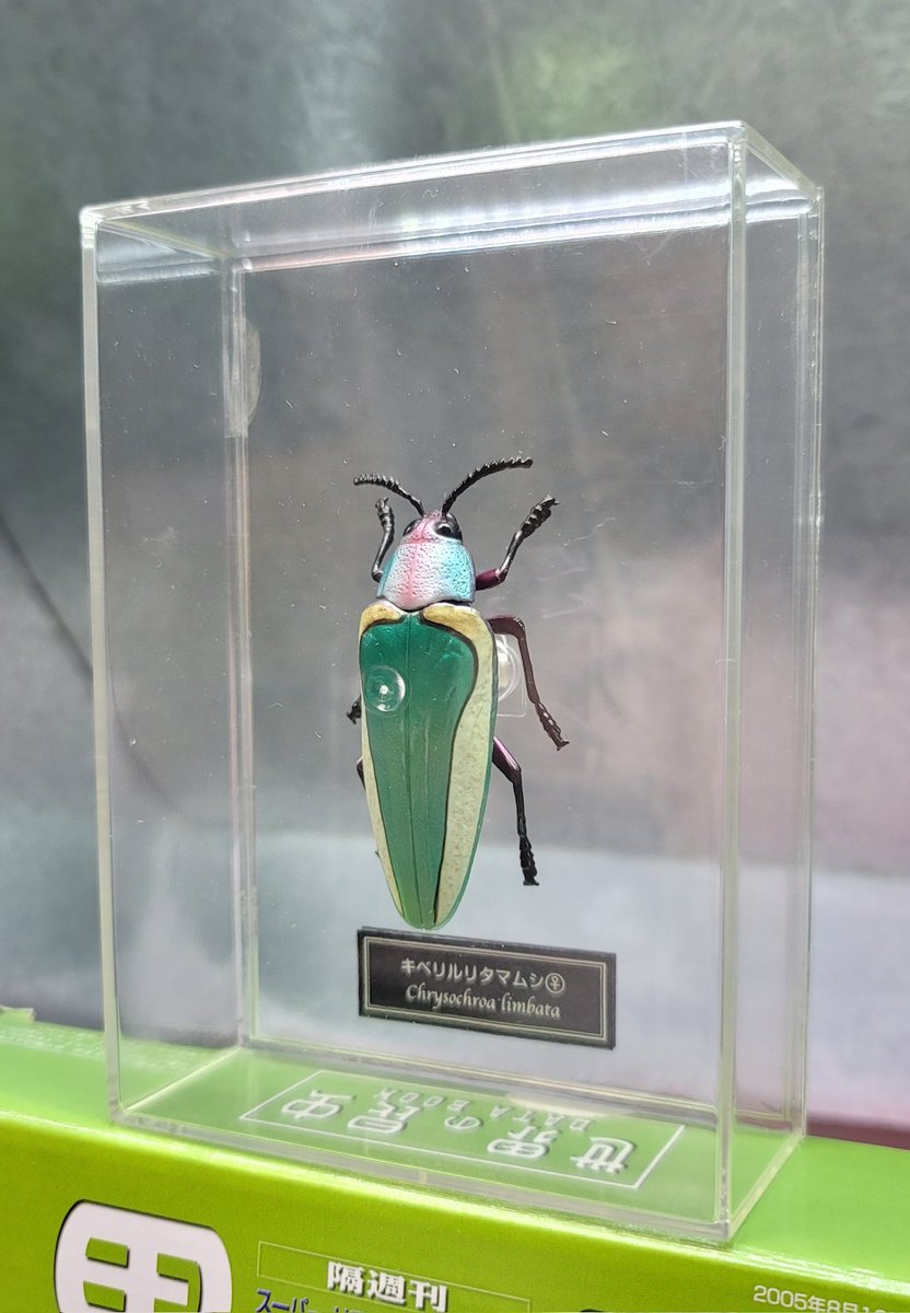クリアランス 【標本】キベリルリタマムシ セレクト品】Chrysochroa