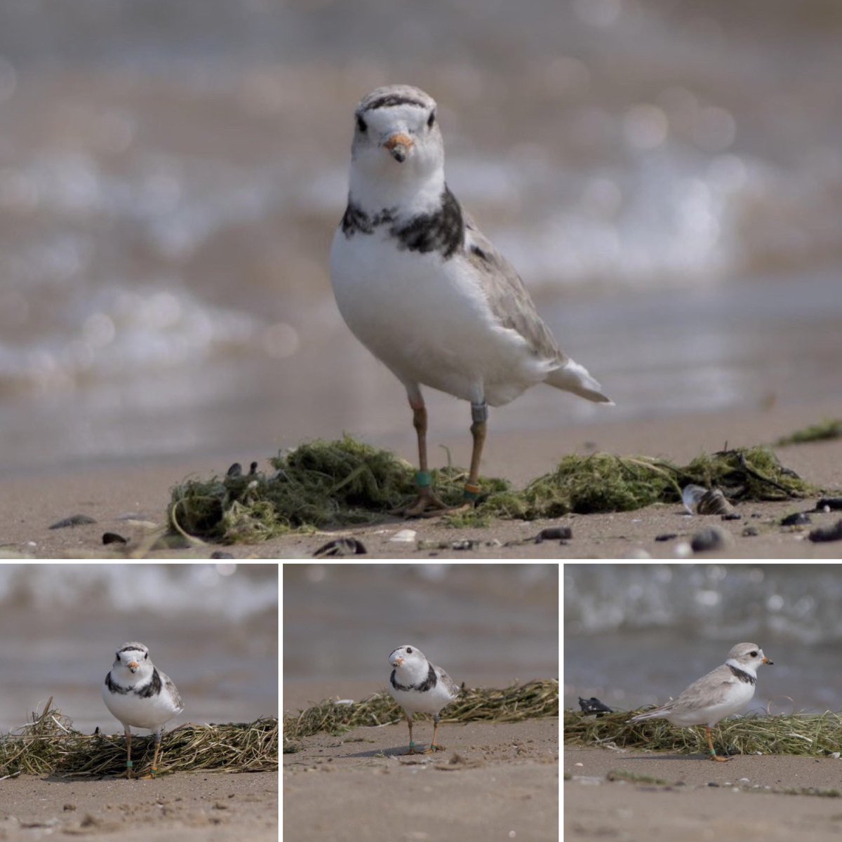 Zippin Pippin
Oh, Pippin, you touched down on Montrose Beach on World Migratory Bird Day (what timing!) and our hearts immediately grew. Thank you for summering with us. Safe travels! See you next summer!

📸: Liam Francis Shanley (Pippin, Chicago, July 12, 2024)