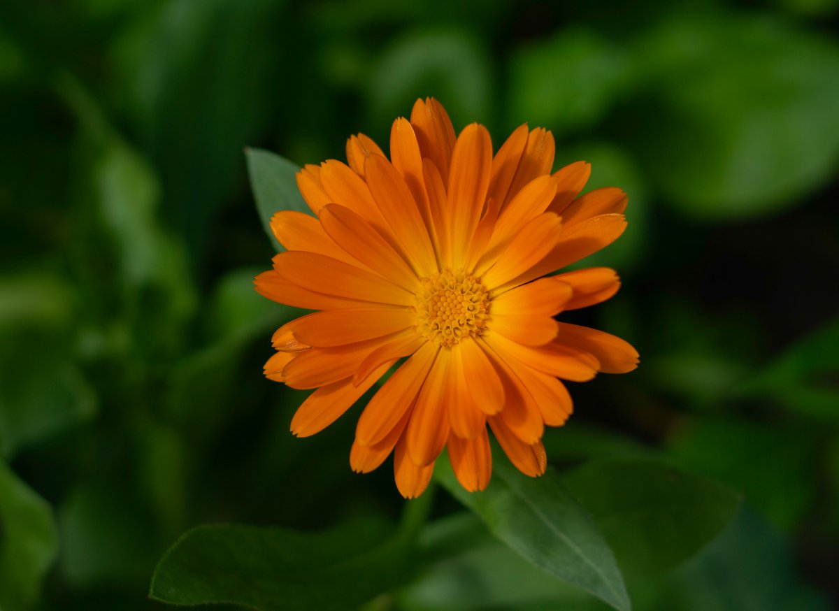 DorteHedengran's tweet photo. Another beautiful flower - I love this time of year🌼
#Denmark #SonyAlpha #NaturePhotography #photooftheday #July22th #MondayVibes #MondayMood #Monday #Flowers #FlowerOfX
📸Dorte Hedengran https://t.co/1hSZI9tpNh