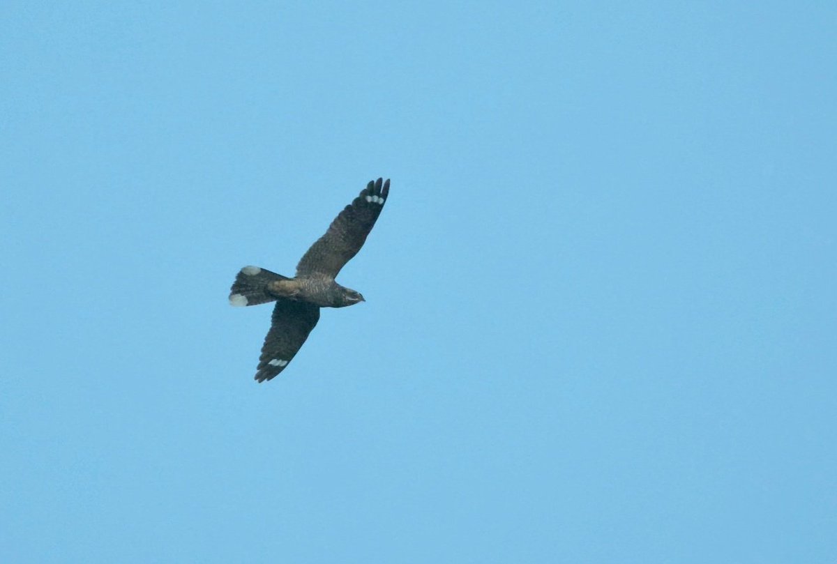 WillboneScott's tweet photo. Had an amazing evening watching Nightjars in Wykeham Forest last night. Thankfully the weather has improved for them after a cold, wet start to the breeding season, and it was good to see a fledged juvenile. It won't be long until they start think about to heading south! https://t.co/m0G0h0T9bV