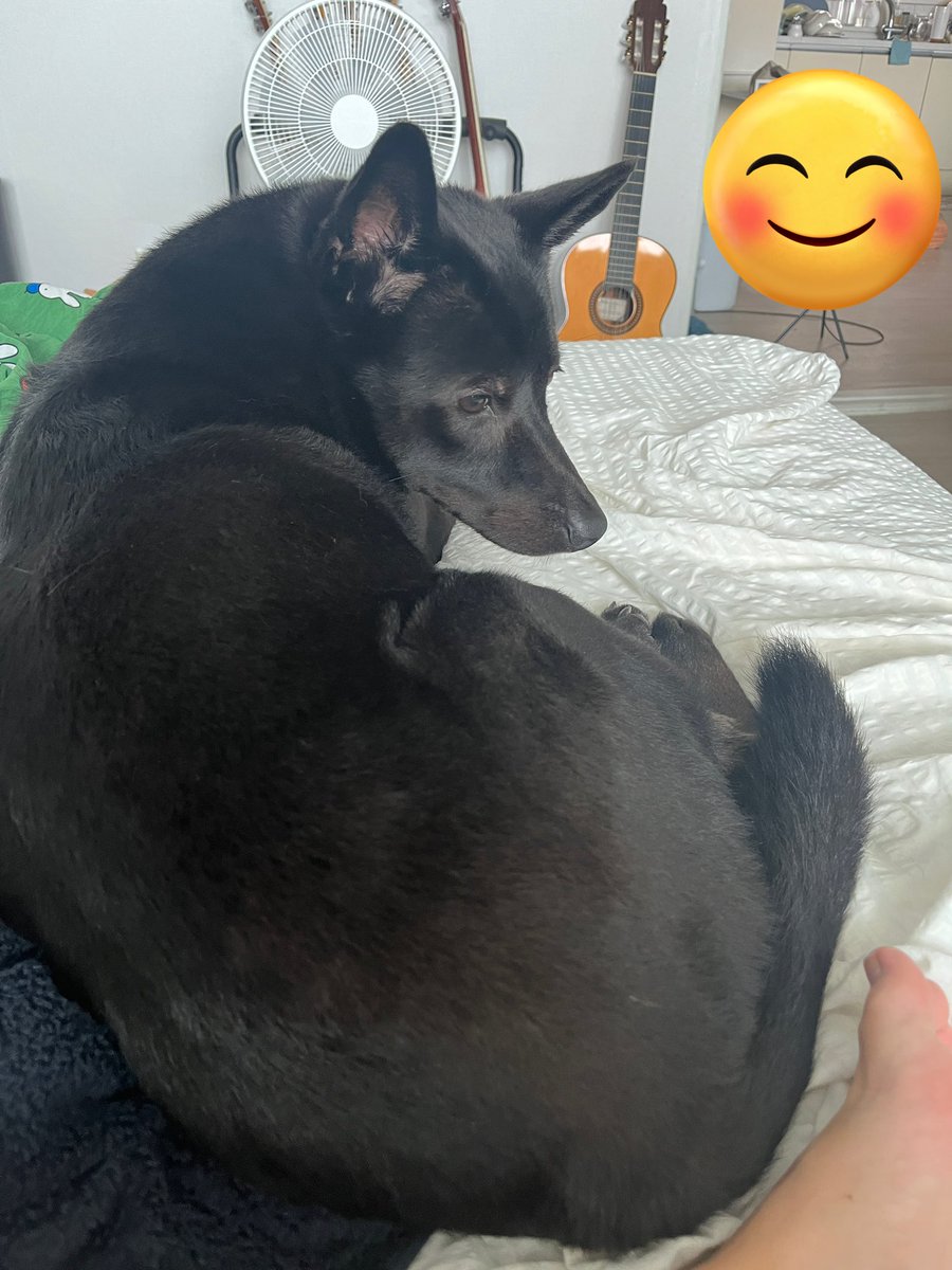 다정한 말을 많이 들어 쬐금 서러웟던 마음이 가셨다 감사의 마음으로 흑당이 엉덩이가 두툼하게 나온 사진 올립니다