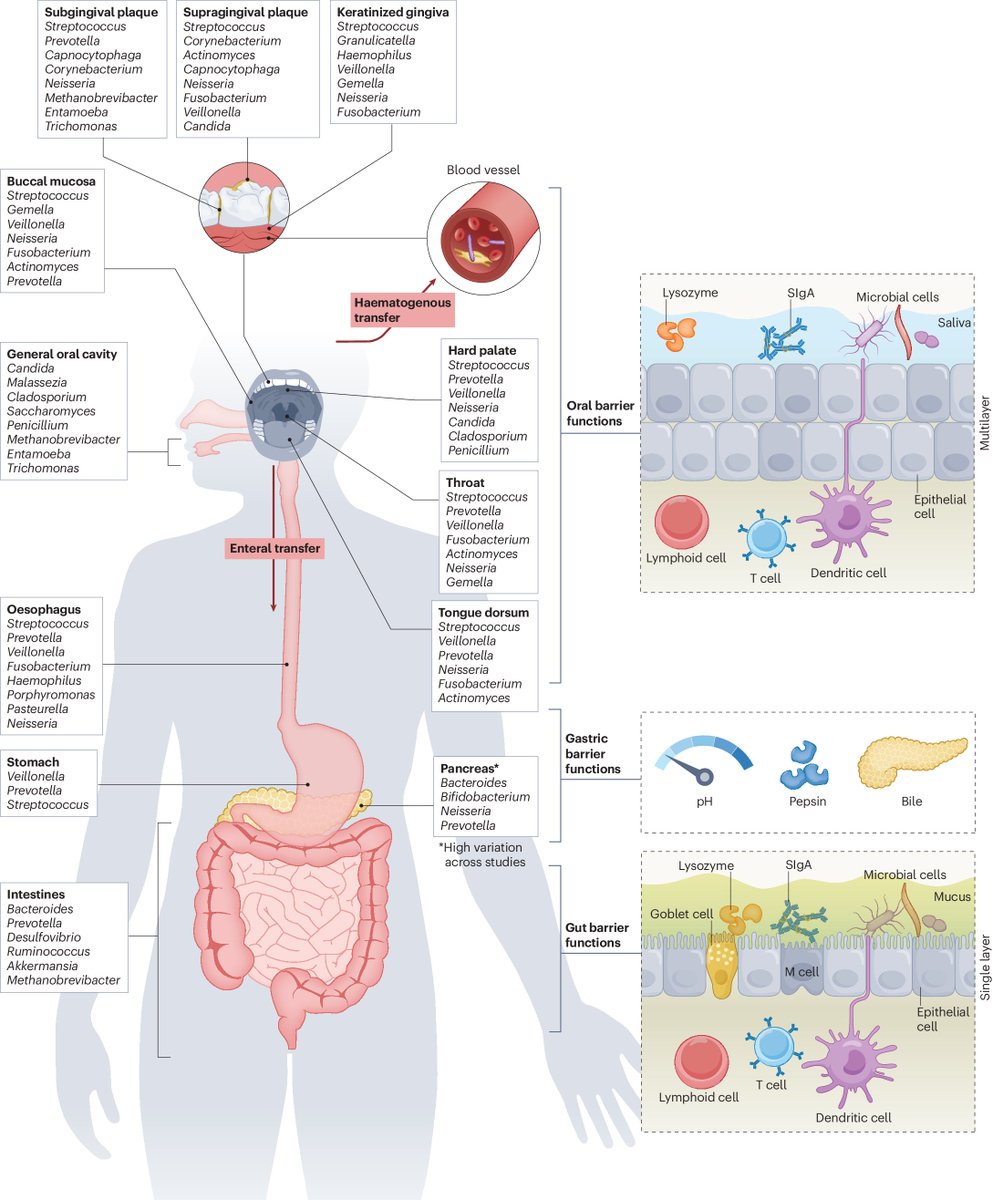 Los microorganismos orales pueden alcanzar y colonizar el tracto gastrointestinal. La microbiota oral e intestinal podrían interactuar impactando en la salud y enfermedades humanas
Nueva revisión de <a href="/Nature/">nature</a> 🌱
#dieta #microbiota
doi.org/10.1038/s41579…