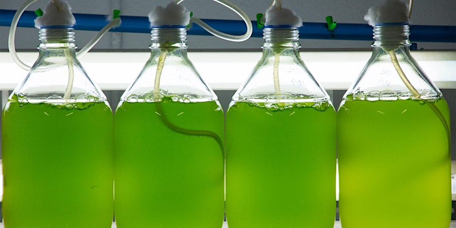 LSU Research (@lsuresearch) on Twitter photo Algae are the first link in all aquatic food webs. But many species are changing and disappearing. Join us this Monday at #LSU Science CafΓ© to learn how <a href="/LSUAgCenter/">LSU AgCenter</a> <a href="/LSUCollegeofAg/">College of Agriculture</a> are innovating to save them.
Register: eventbrite.com/e/lsu-science-β¦
#ScholarshipFirst Algae are the first link in all aquatic food webs. But many species are changing and disappearing. Join us this Monday at #LSU Science CafΓ© to learn how <a href="/LSUAgCenter/">LSU AgCenter</a> <a href="/LSUCollegeofAg/">College of Agriculture</a> are innovating to save them.
Register: eventbrite.com/e/lsu-science-β¦
#ScholarshipFirst