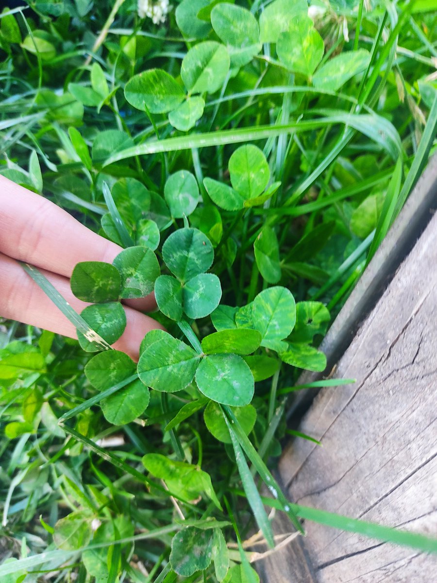 4 yapraklı yoncayı aramak mı, aramadan bulmak mı şans?