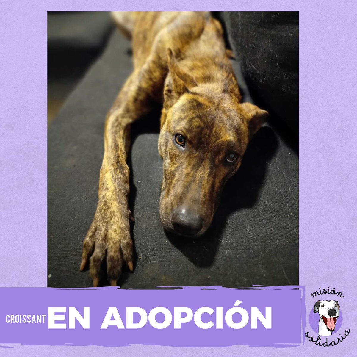 lagarzasosa_'s tweet photo. Croissant tiene 1 año macho tamaño mediano, atigrado  muy hermoso,  se lleva bien con otros perros y gatos. 
Está castrado y vacunado. Busca hogar para siempre 💖, Zonas caba y GBA
Queres adoptarlo ? Escribime!!
misionsolidariatwitter@gmail.com
Asunto: el croissant atigrado https://t.co/iSrOPUXtbo