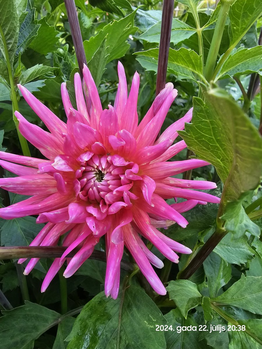 Nē nu jā. 22. jūlijs.