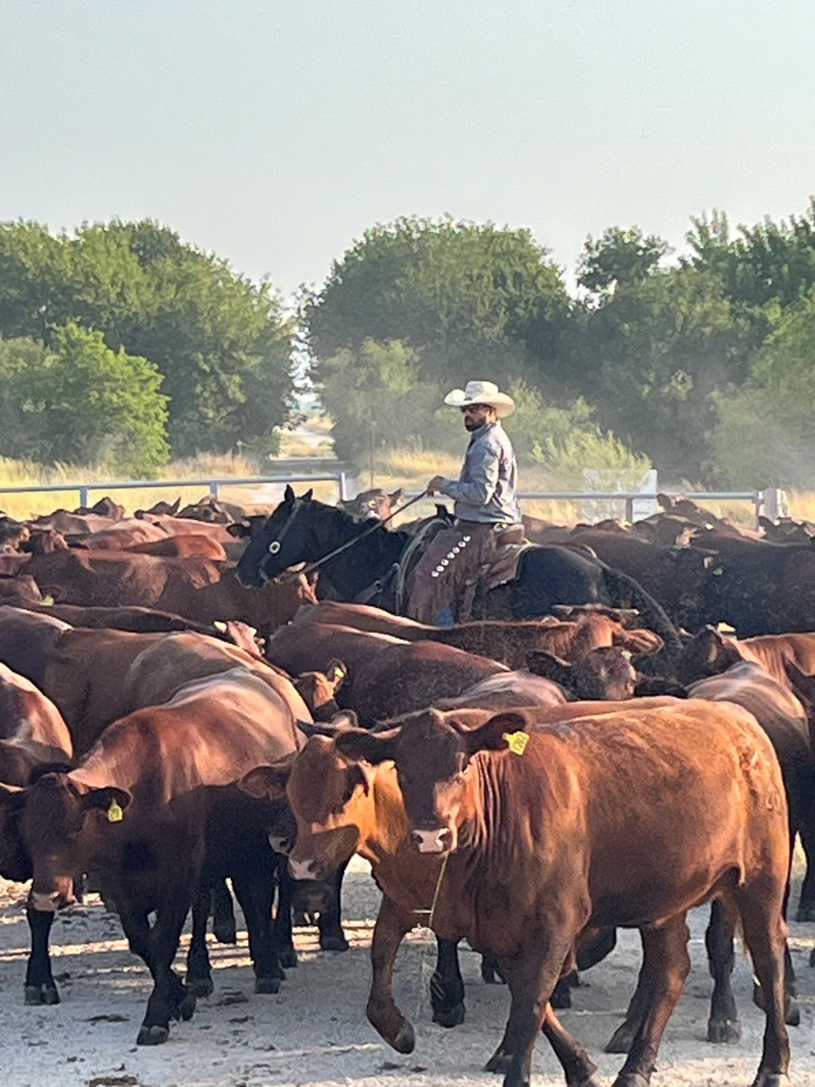 King Ranch Institute tweet media