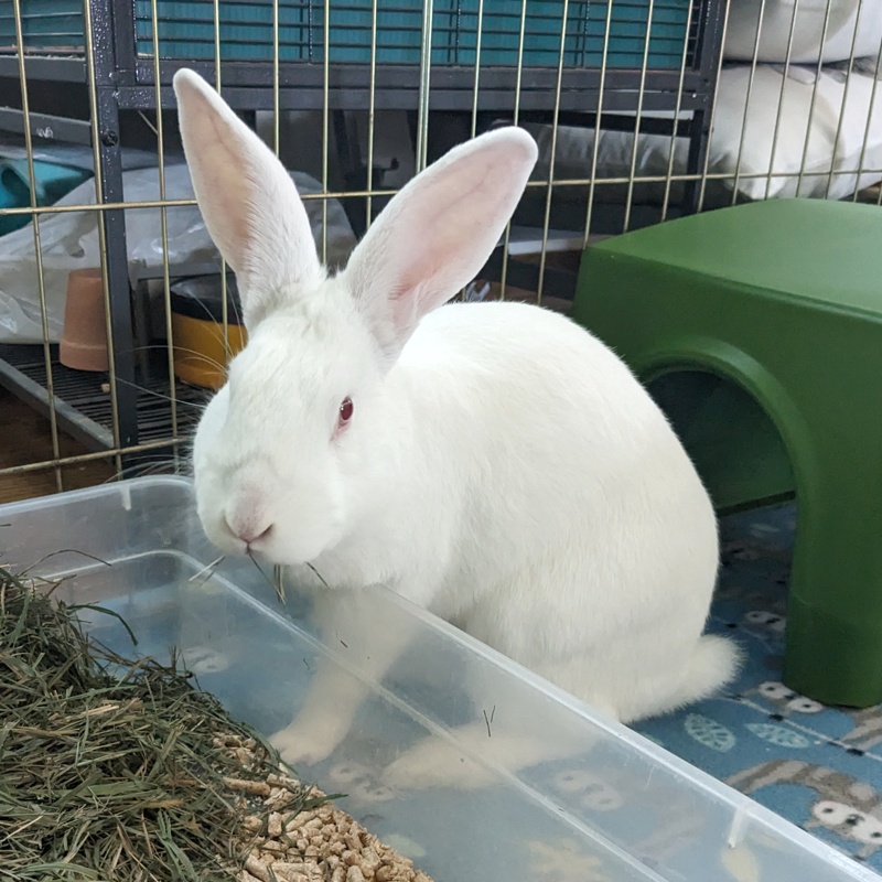 SSBunnyBoarding's tweet photo. Hoping this bun decides to jump in his litter box to eat! #ssbunnyboarding https://t.co/CYIpVF1v8w