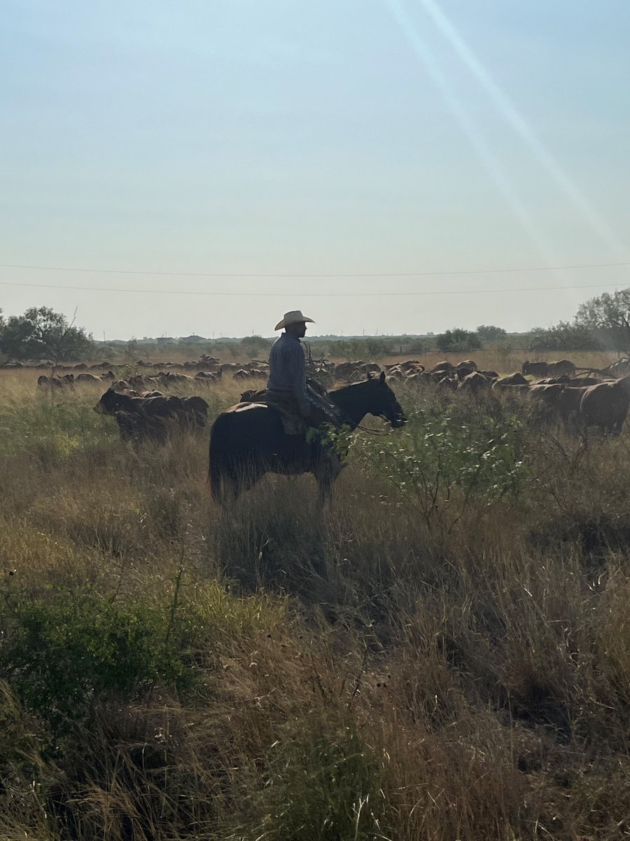 King Ranch Institute tweet media