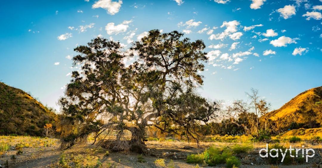 Once upon a spring day in 1842, Francisco Lopez slept under an oak tree. 

He dreamt of floating on gold and later found gold after he harvested wild onions to eat. 

This is the Oak of a Golden Dream. 

ChiOmæ