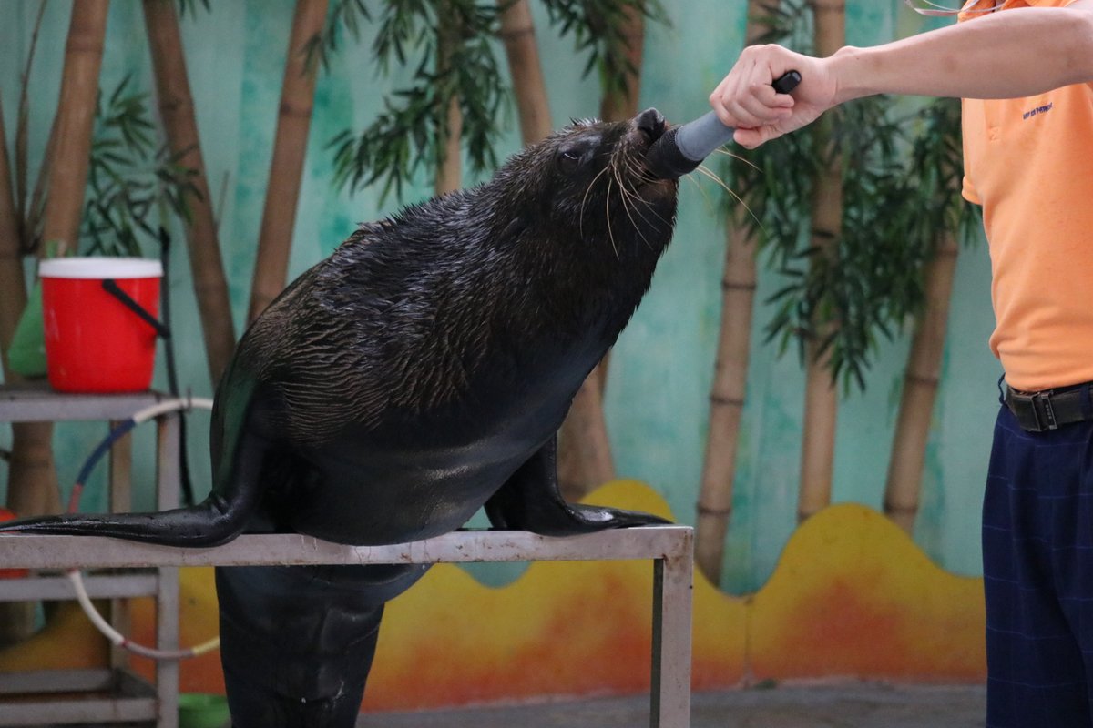 NevilleSouthall's tweet photo. We will also have our Animal Welfare Director @AnimalsAsia; Dave Neale here to answer any questions you have around ethical tourism and making the right choices for animals while you’re on holiday. Just reply to this tweet! #TravelWithKindness https://t.co/leSOeYuMbx