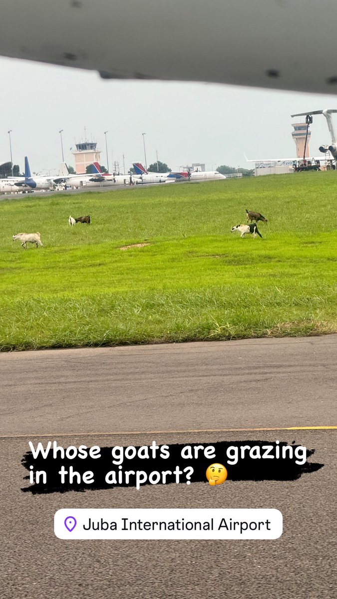 Ris_Poni's tweet photo. Whose goats are grazing in the airport? Who let the goats in? #JIA #SSOX #SouthSudan https://t.co/JrpKnE9pEn