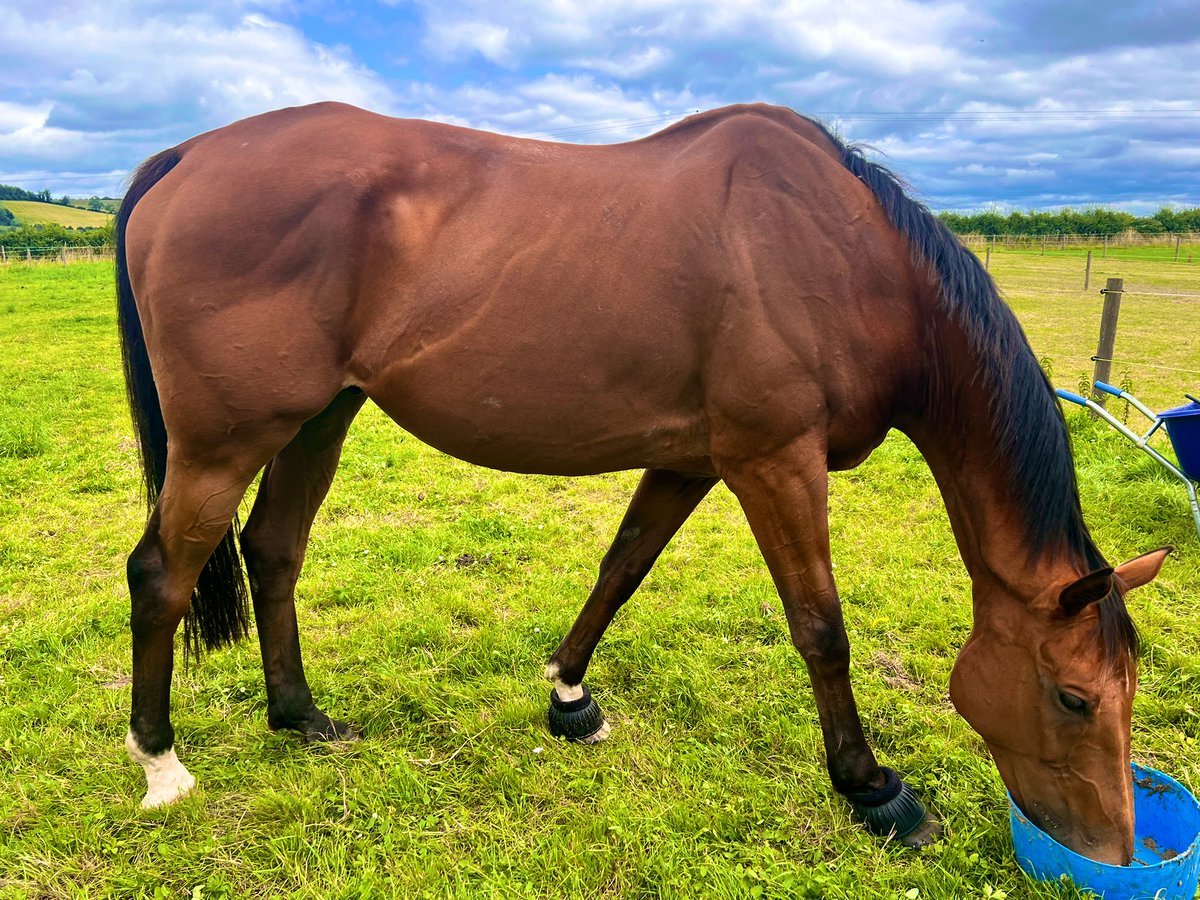 Fergal O'Brien Racing tweet media