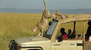 kayta_tours's tweet photo. Experience Kenya’s magic with Kayta Tours and Travel. From safaris to serene getaways, your perfect journey awaits. 🌿🌍 #KenyaAdventures #KaytaExperience 

kesho #occupyJKIA #StayHomeStaySafe Eric Omondi Tupatane Tuesday https://t.co/Hh3eUEnQNV