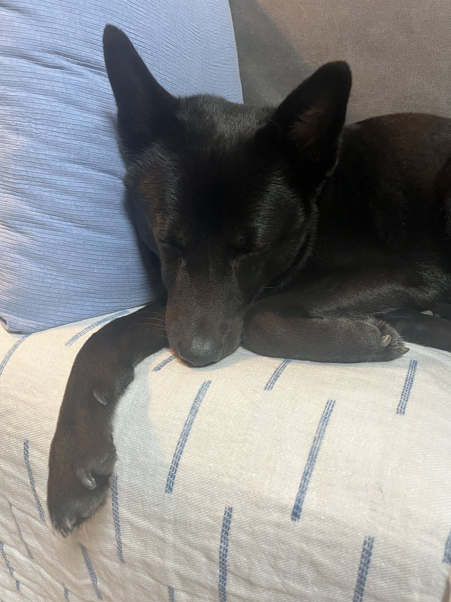 평소엔 예민미! 가끔은 장꾸미! 잘때는 아기미!