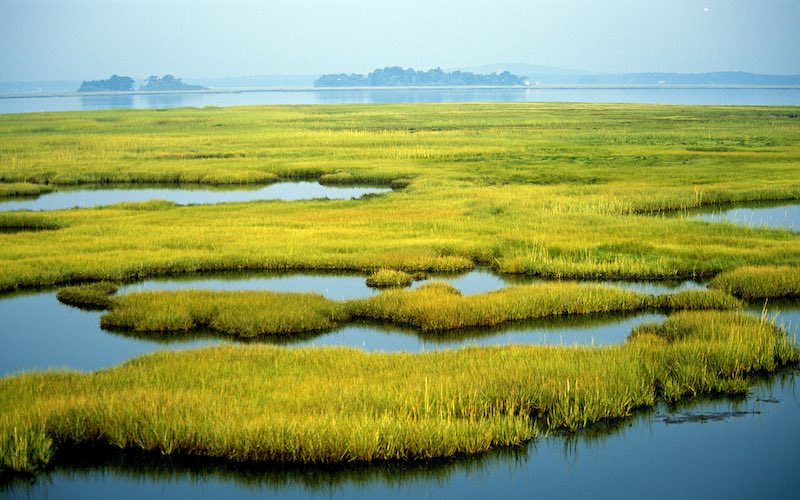 🌊 Why Wetlands Matter 🌊

#Wetlands are crucial for flood control🍎, water purification💧, and biodiversity.🌱 

Discover their importance in this article clf.org/blog/what-are-…

via <a href="/CLF/">Conservation Law Foundation</a>.