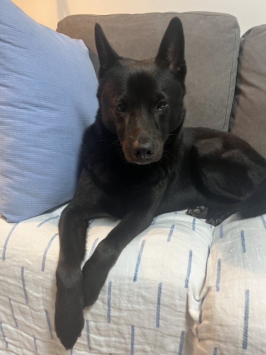 오늘 잘생기려고 각오한거 같은 흑당이