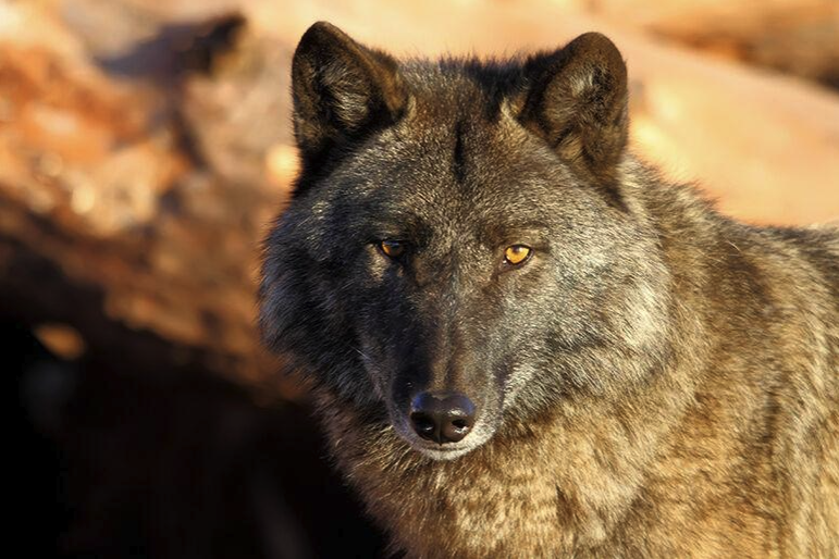 capitalpress's tweet image. 🐺 Washington wolves remain endangered! The Fish and Wildlife Commission sides with advocates, rejecting calls for reclassification. #EndangeredSpecies #WolvesInWashington #wolves #livestock #wildlife
capitalpress.com/ag_sectors/liv…