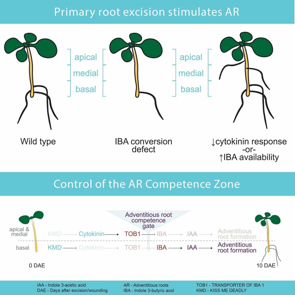 What regulates plant de novo organogenesis? Led by postdoc Suresh Damodaran, we discover that not all hypocotyl cells are equally competent to create a new root meristem after excision of the primary root.
authors.elsevier.com/a/1jTSe5Sx5gxl…