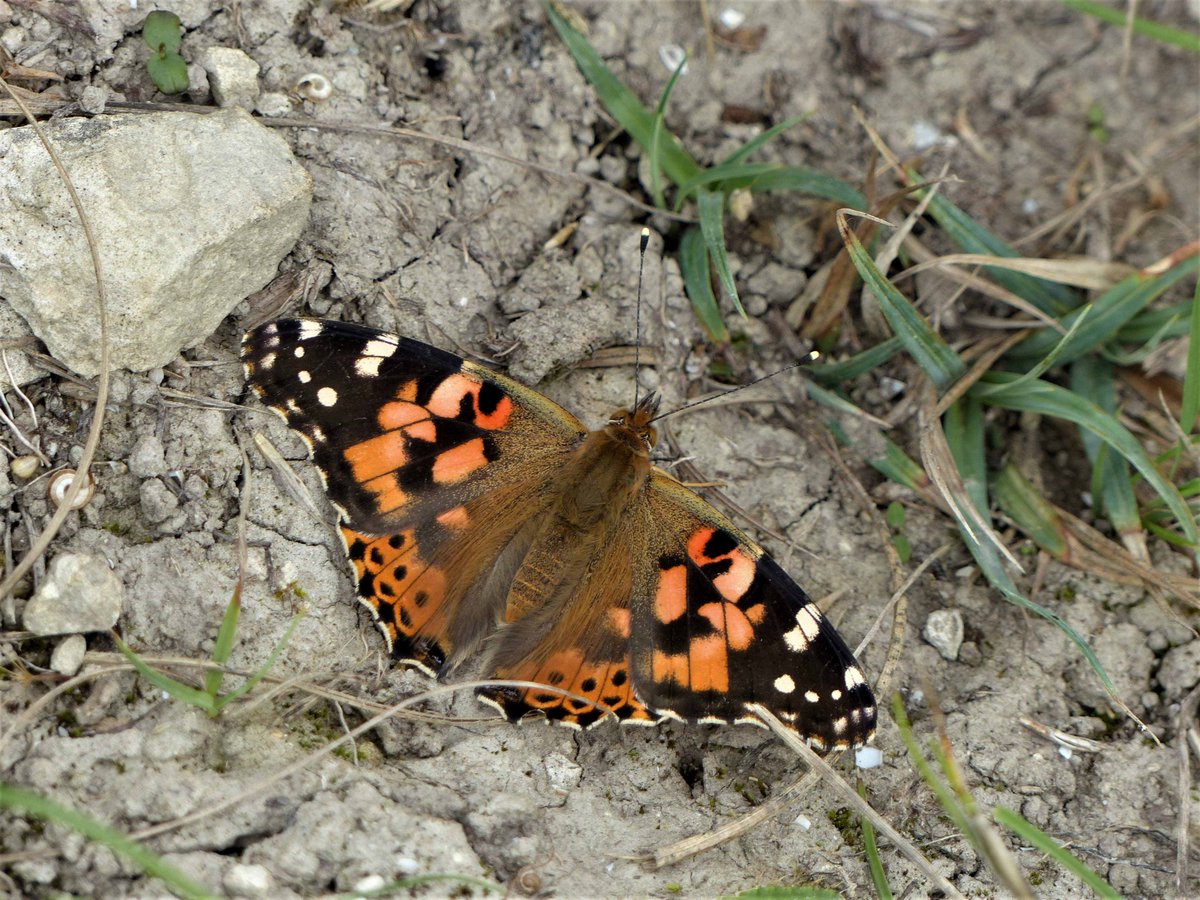 MatthewOates76's tweet photo. I just counted 15 butterflies in my garden for Big #ButterflyCount. Help @SaveButterflies &amp; join in https://t.co/VGKlZ3bs6V #ButterflyCount   By my garden's standards, this was Very Poor but it did include a pristine Painted Lady (my 6th of 2024) https://t.co/RXkaQLI8JA