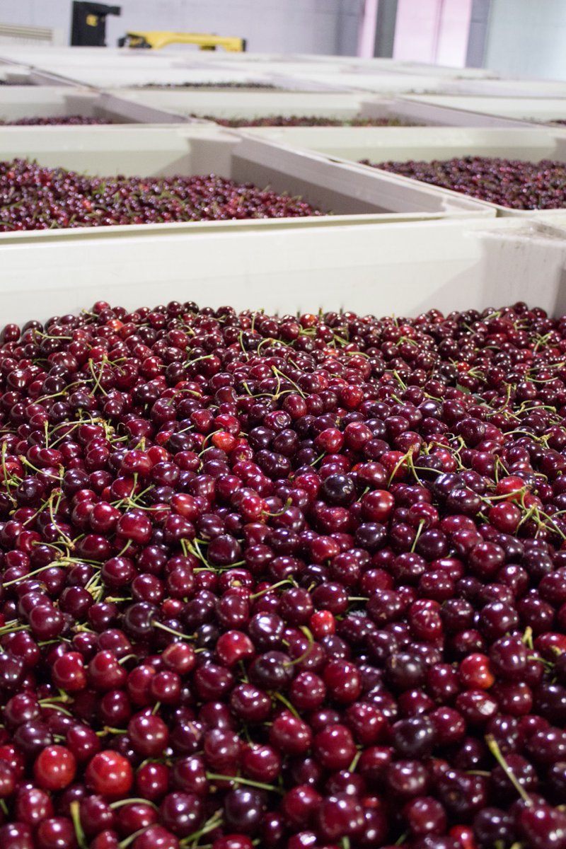 The last bit of Northwest cherries are getting ready to head your way! Can you believe we only have about 4 weeks left of the season? Be sure to grab yours while you can. Freeze them, dry them, or preserve them to keep enjoying them all year long.