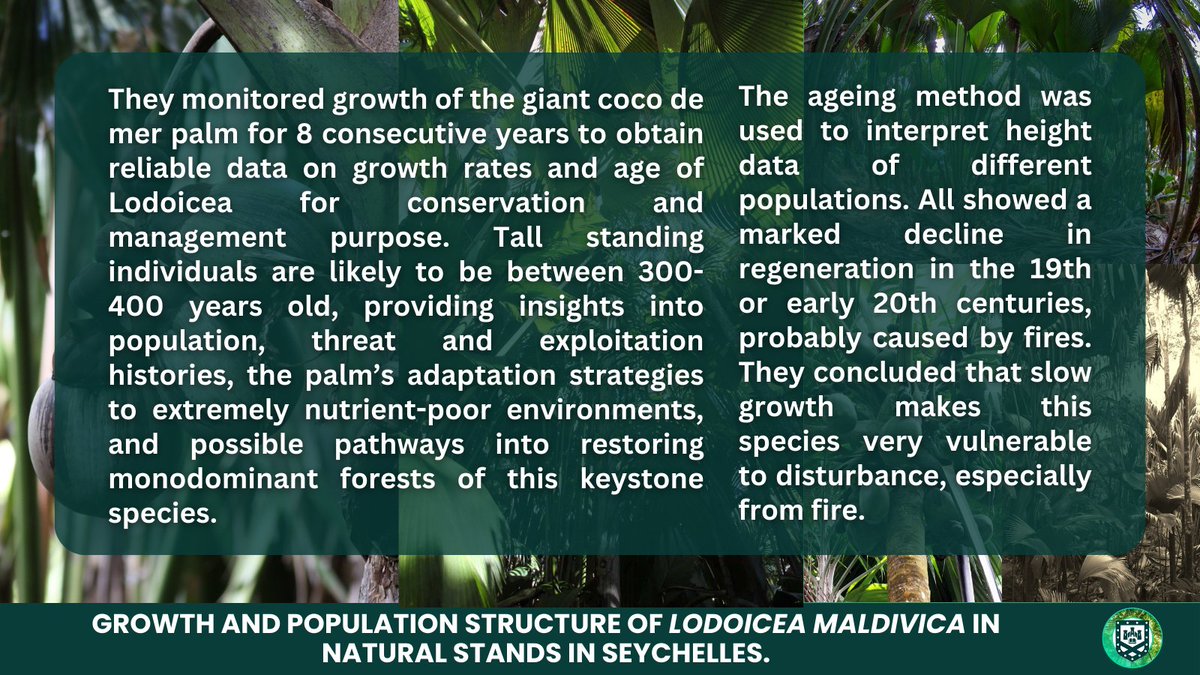 Congratulations to Christopher Kaiser-Bunbury for his recent paper: "Growth and population structure of Lodoicea maldivica in natural stands in Seychelles" in Plant Biology.

doi.org/10.1111/plb.13…

#CocoDeMer #PlantBiology #SeychellesIslandsFoundation #Conservation