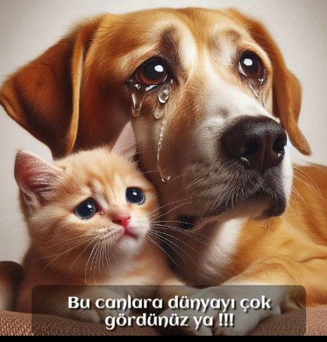 Cengizsevim4444's tweet photo. @Yaar60881769 https://t.co/a1rMoAYpyJ