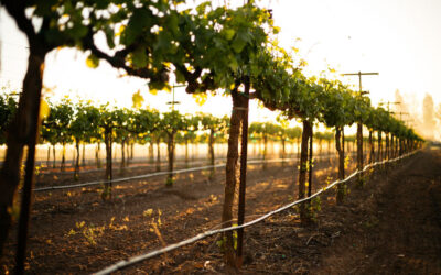 Lodi Wine Growers tweet media