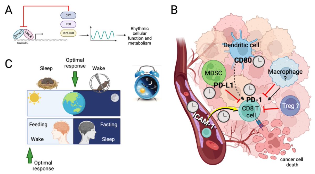 Cancer Research (@cr_aacr) on Twitter photo Read the In the Spotlight commentary by <a href="/clathrin_wang/">Catherine Wang</a>, <a href="/ChiVanDang1/">Chi Van Dang</a>, et al., Clocking cancer immunotherapy responses, discussing a recent <a href="/CellCellPress/">Cell</a> paper from <a href="/ScheiermannLab/">Christoph Scheiermann Lab</a> and <a href="/NatImmunol/">Nature Immunology</a> paper from <a href="/masrilab/">Selma Masri</a> on circadian control of immunotherapy.
bit.ly/3WhQ4UV Read the In the Spotlight commentary by <a href="/clathrin_wang/">Catherine Wang</a>, <a href="/ChiVanDang1/">Chi Van Dang</a>, et al., Clocking cancer immunotherapy responses, discussing a recent <a href="/CellCellPress/">Cell</a> paper from <a href="/ScheiermannLab/">Christoph Scheiermann Lab</a> and <a href="/NatImmunol/">Nature Immunology</a> paper from <a href="/masrilab/">Selma Masri</a> on circadian control of immunotherapy.
bit.ly/3WhQ4UV