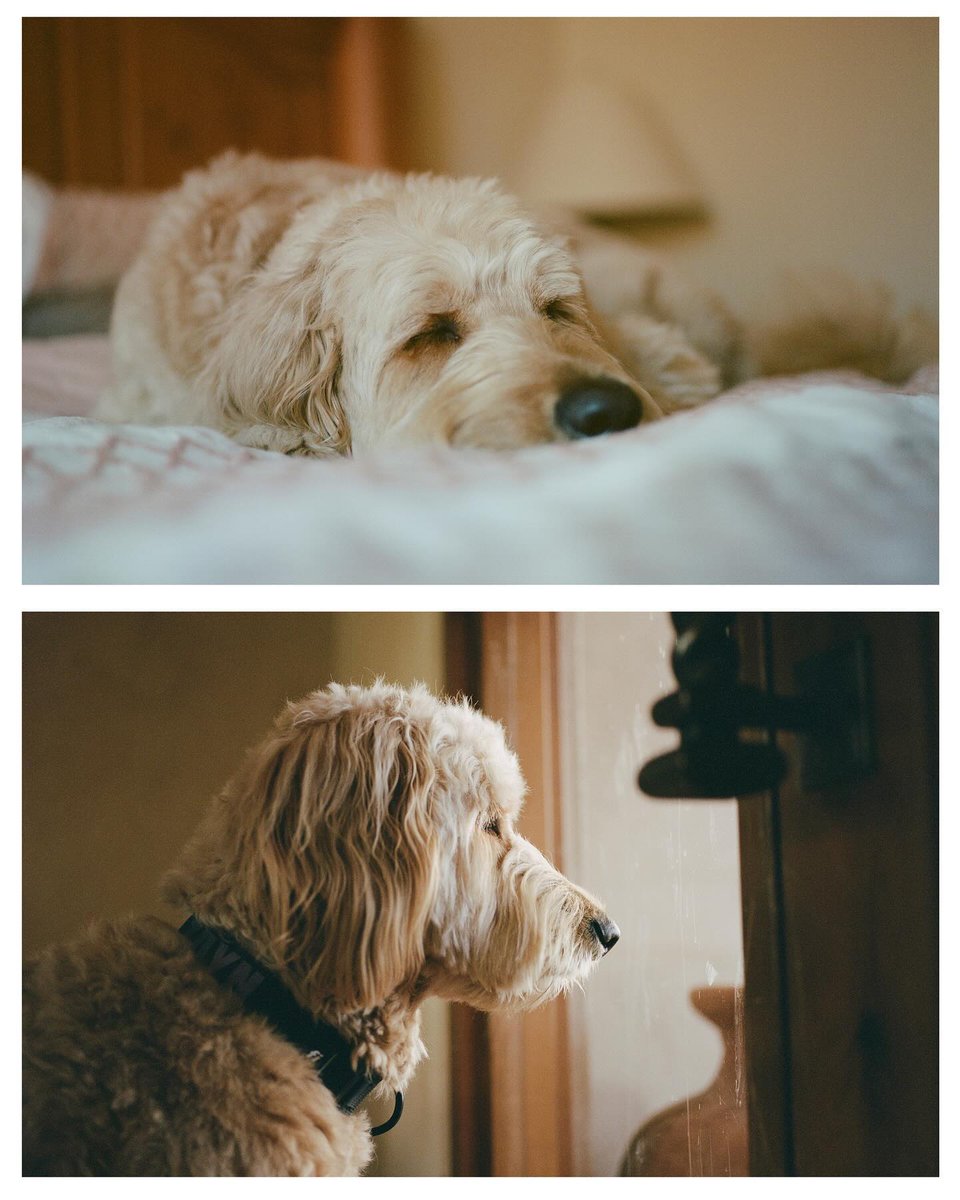 Richard Photo Lab tweet media