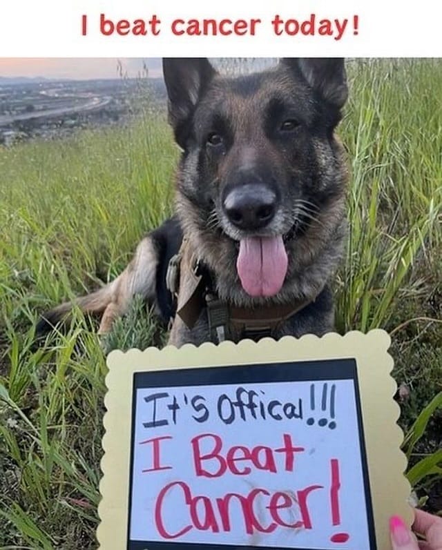 Dog Lovers tweet media