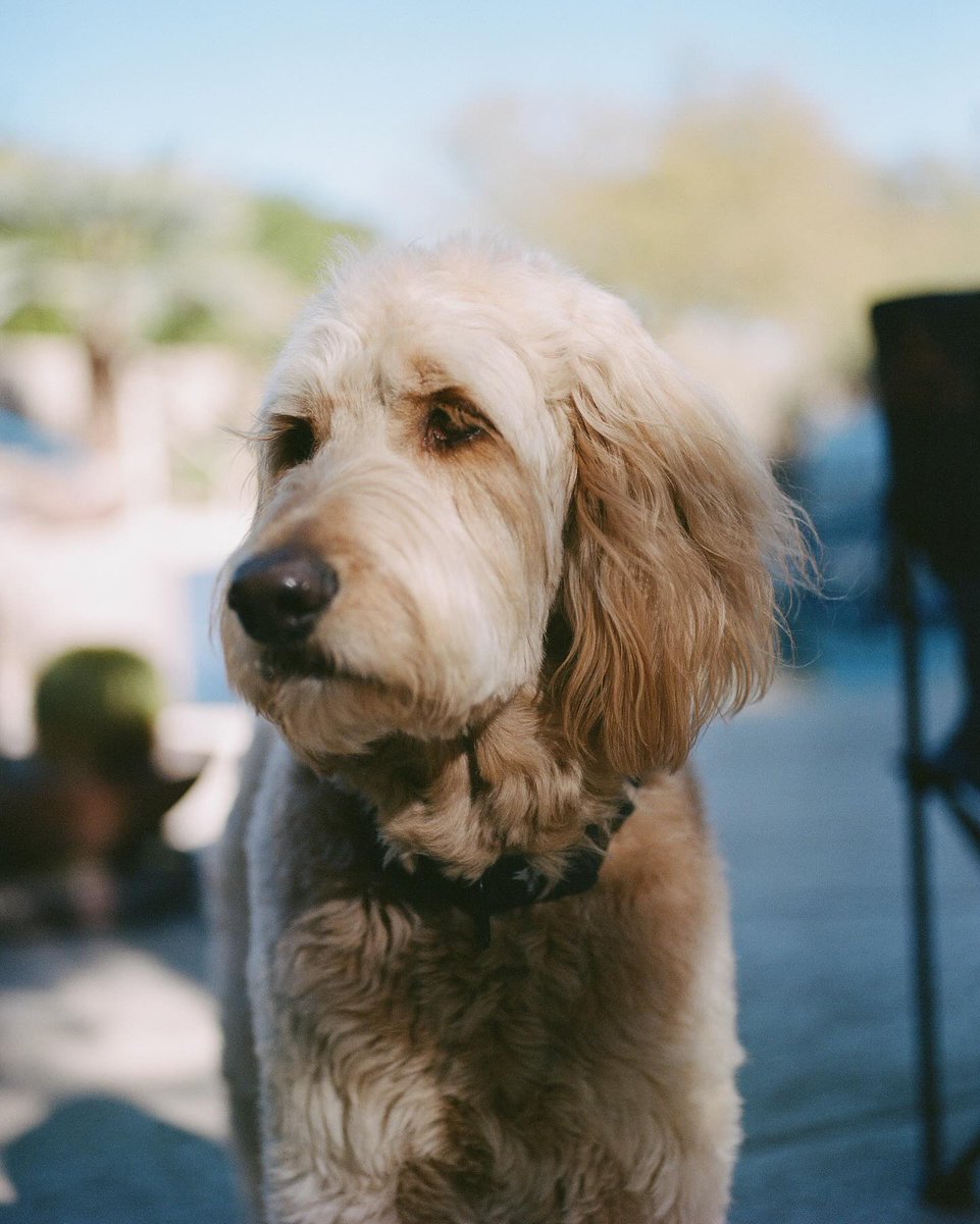 @zaynthegentleman on Medium Format 😍⁠
⁠
Camera: Pentax 645N Medium Format⁠
Film:  Kodak Porta 400, 120 (expired 11/2022)⁠
Lab: richardphotolab⁠
Scanner: Noritsu⁠
⁠⁠
#richardphotolab #film #filmphotography #35mm #35mmphotography #120film #analog #analogphotography #love