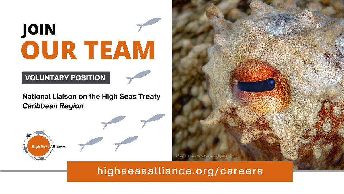 📢 New opportunity to join our team!

We are looking for a voluntary National Liaison in the Caribbean region, coordinating activities and promoting effective communications and preparation for implementation of the #HighSeasTreaty.

📃 Apply by July 24: highseasalliance.org/careers/