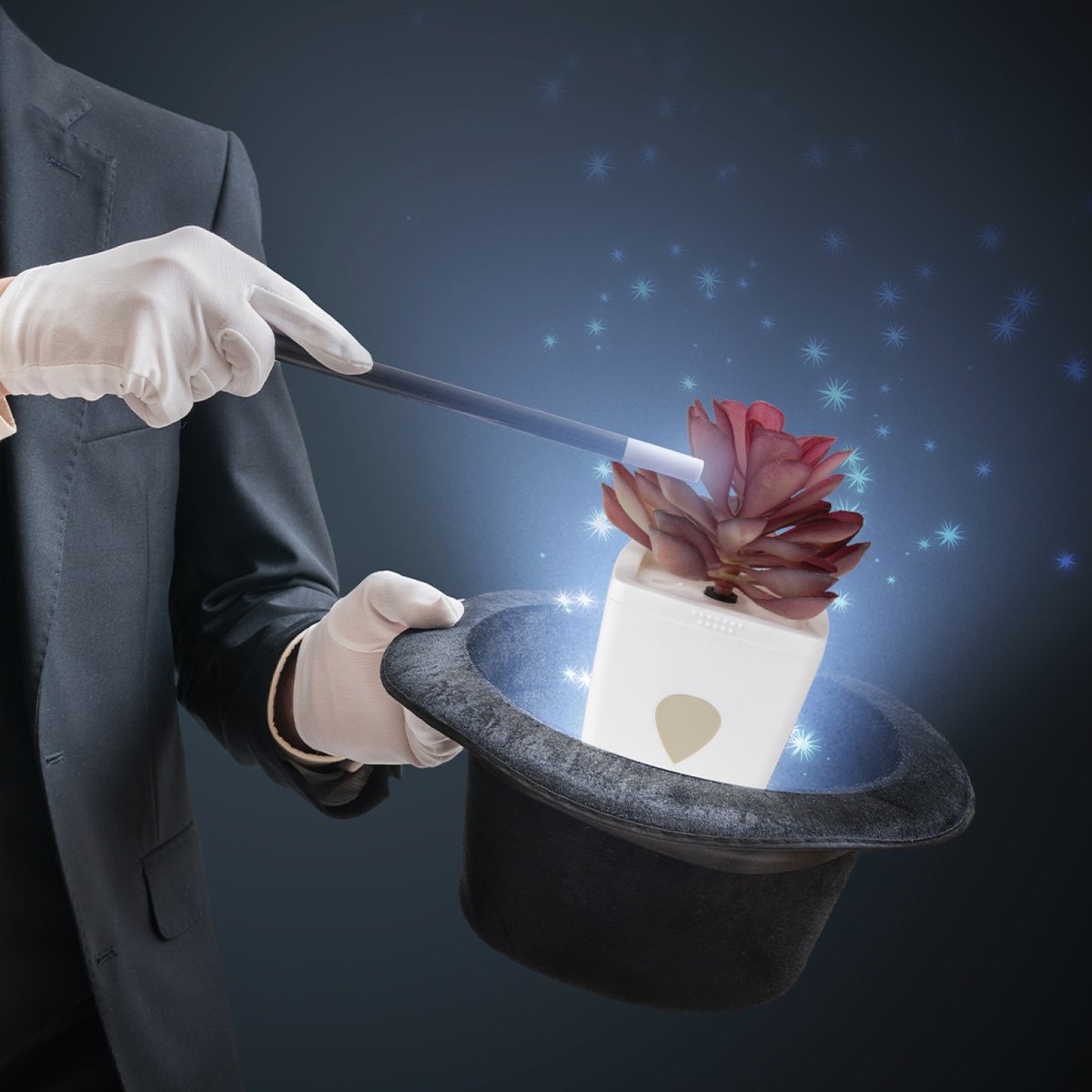 ZendoZones's tweet image. Giant beanstalks are cool but do you have a magic ZendoZones® Fruit Fly Trap?
#FruitFlyControl #FruitFlySolution #PestControl