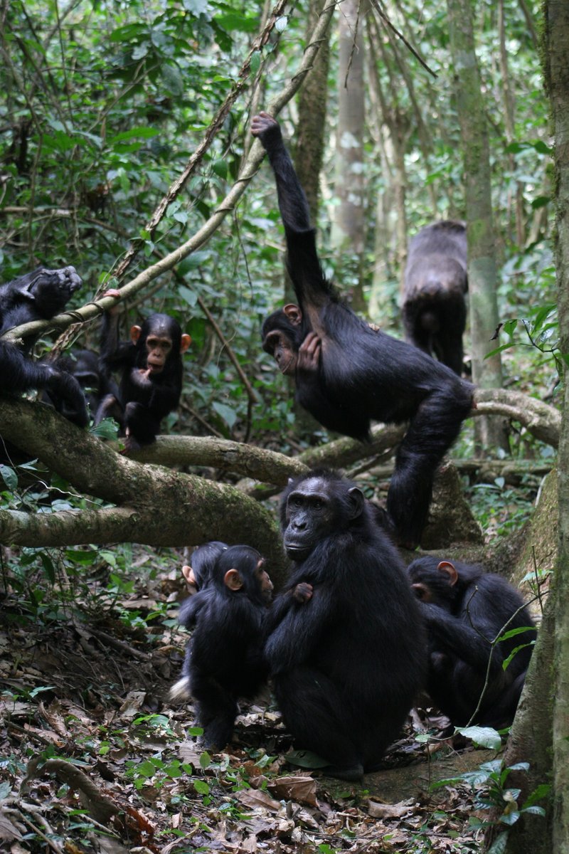 University of St Andrews (@univofstandrews) on Twitter photo Wild chimpanzees’ communication resembles human conversation
New research led by <a href="/Gal_Badihi/">Gal Badihi</a> and @nakedprimate in
<a href="/IntJPrimatology/">IntJPrimatology</a> shows wild chimpanzees share humans’ snappy conversational style.🐵
Read more 👇
ow.ly/T4y850SHq2M
#EverToExcel Wild chimpanzees’ communication resembles human conversation
New research led by <a href="/Gal_Badihi/">Gal Badihi</a> and @nakedprimate in
<a href="/IntJPrimatology/">IntJPrimatology</a> shows wild chimpanzees share humans’ snappy conversational style.🐵
Read more 👇
ow.ly/T4y850SHq2M
#EverToExcel