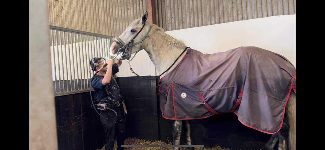 From spotty shetlands to super size. 
Every horse benefits from a dental visit at least yearly. 
A visit from an equine dental technican is not a luxury or treat.
#DentalDay