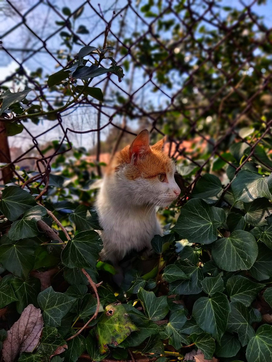 k_janez's tweet photo. @Cats Meow ready https://t.co/JUwplPZxF0