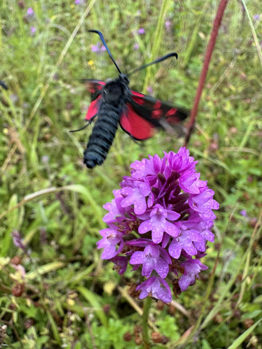 BCConservators's tweet photo. It was lovely to see so many Six-spot Burnet moths (Zygaena filipendulae) on the wing on #ParkDowns today. Their striking colours could be seen fluttering everywhere in the grassland. https://t.co/4FEDJCOdZb
