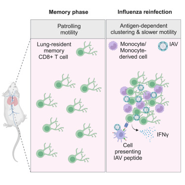 LabWaggoner's tweet photo. Unique surveillance properties of CD103+ TRM cells in the lungs of influenza-experienced mice, where lung TRM cells cluster at infection sites and promote myeloid cell influx upon antigen re-encounter @ImmunityCP @HartyLab @StephanieD22268
https://t.co/kphpMetmzJ https://t.co/qMVp19D7LS
